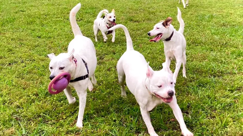 Tuscarora's Country Club for Dogs preview