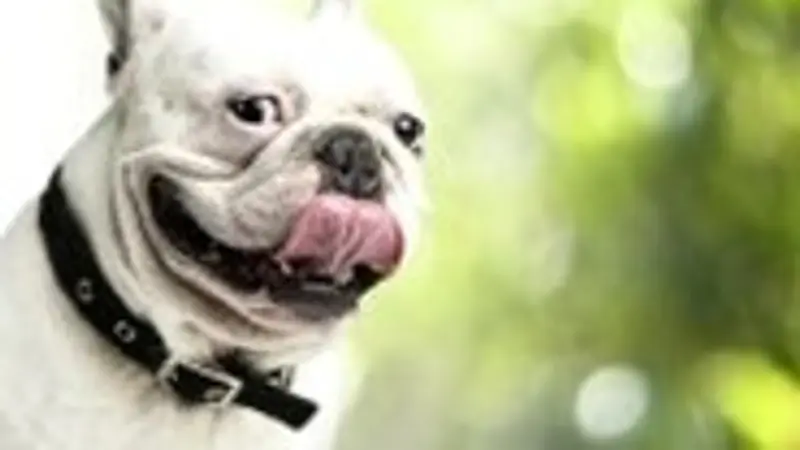 Animalhouse Pet Services preview