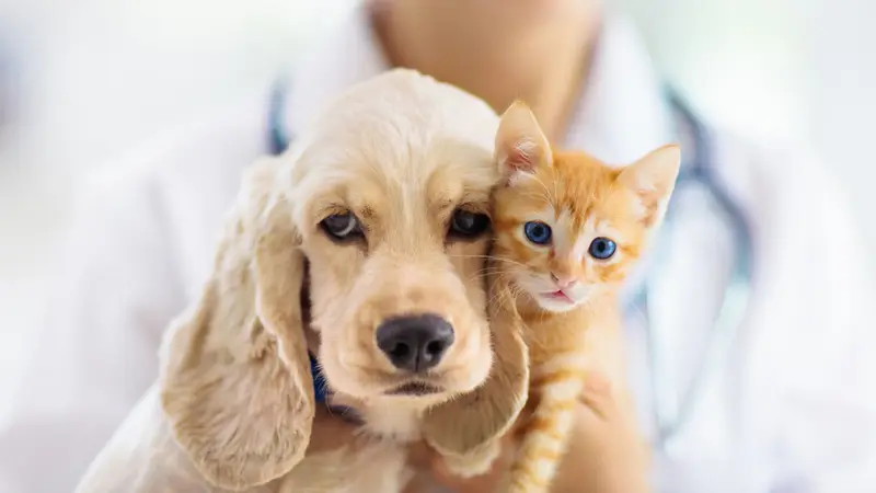 Compassionate Care Animal Clinic preview