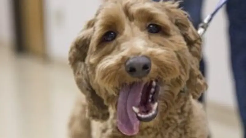 Animal Clinic South preview