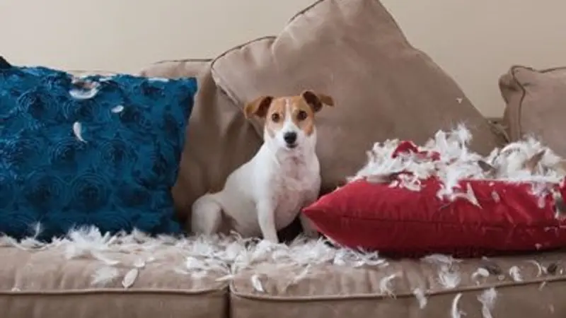 The Canine Center preview