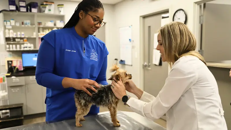 East Memphis Pet Hospital preview