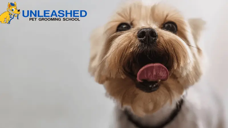 Unleashed Pet Grooming School preview