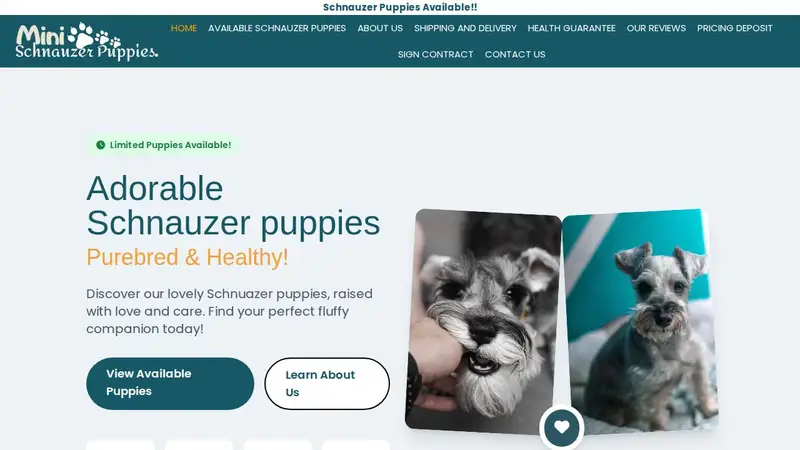Miniature Schnauzers for adoption preview