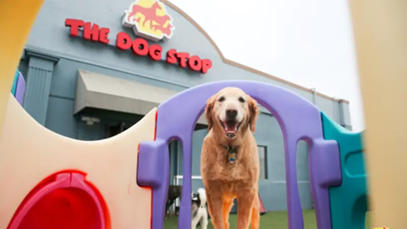 The Dog Stop preview
