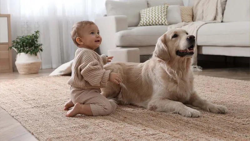 Piper Glen Animal Hospital preview