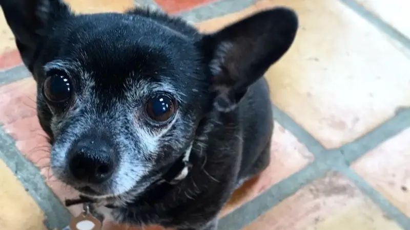 Terry Animal Hospital preview