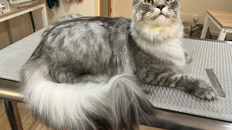 FancyPants Cat Grooming preview