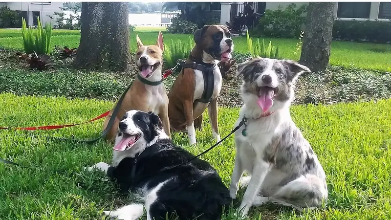 Mad Max Dog Care preview
