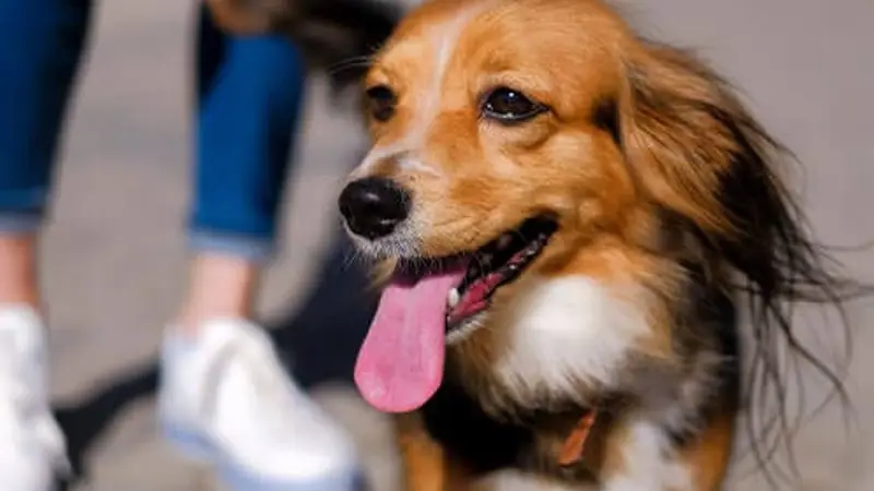 441 Animal Hospital preview