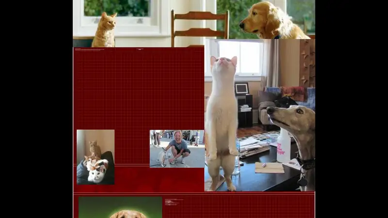 Pets, Paws, and Pals preview