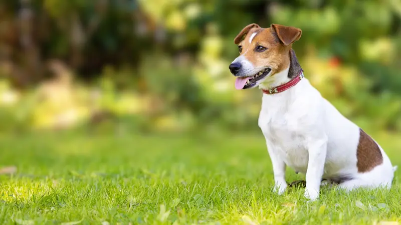 Wellspring Animal Hospital preview