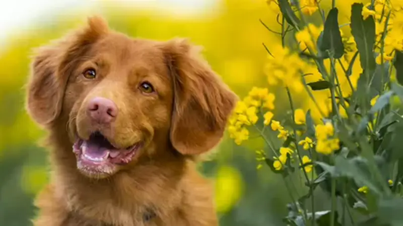 Companion Animal Hospital River North preview