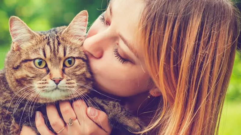 The Cat Doctor preview
