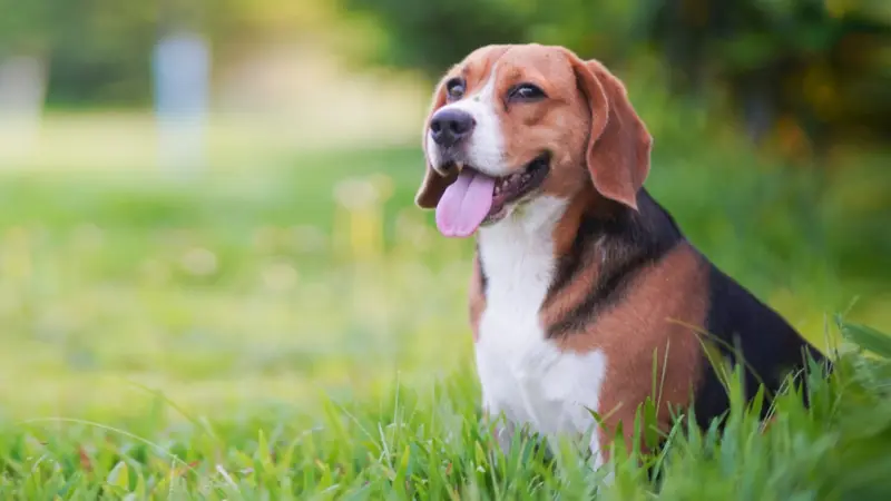Best Friends Animal Hospital preview