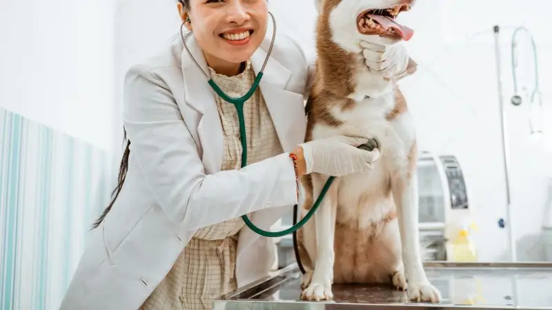 Pet Care Veterinary Hospital preview