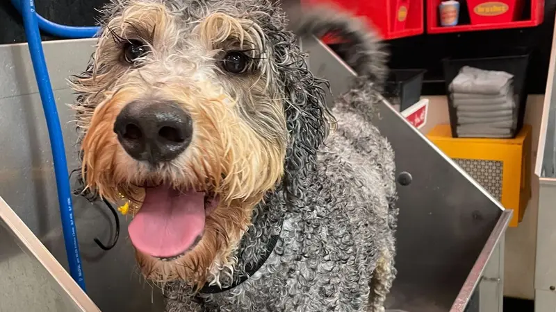 Dirty Dog Self Serve Dog Wash & Grooming preview