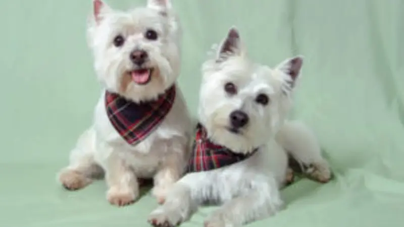 Spot On Grooming preview