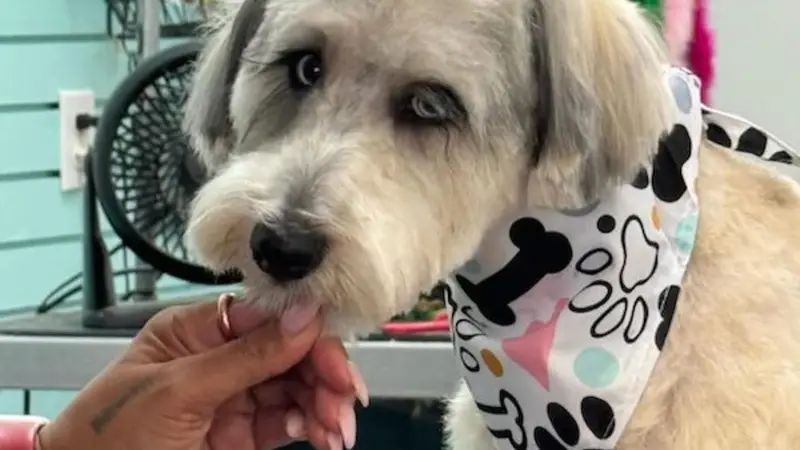 Tails A Waggin Dog Salon preview