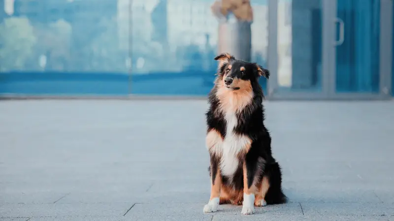 Sondel Family Veterinary Clinic preview