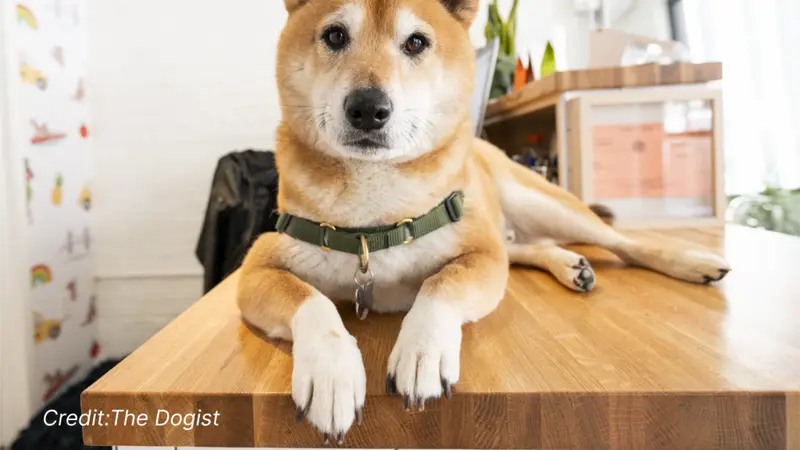 HI-BK Doggy Daycare preview
