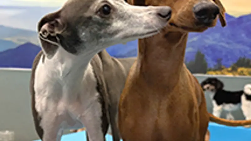 Best Little Dog House In Texas preview
