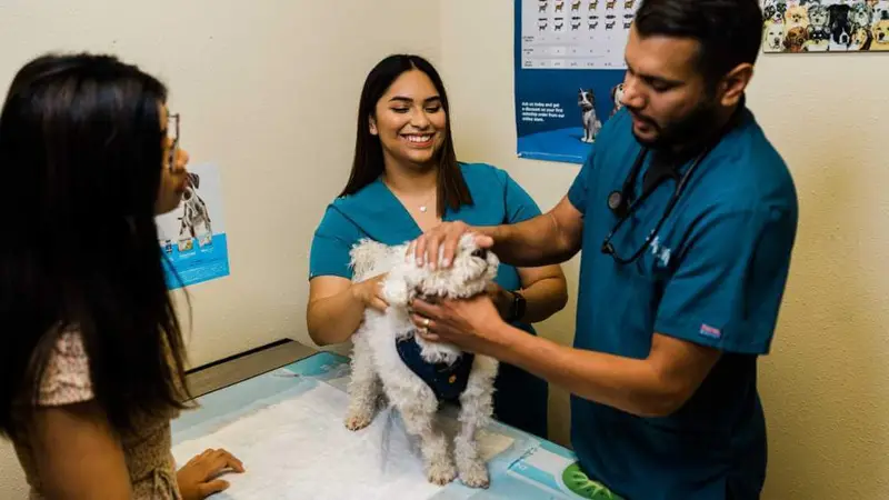 Willow Glen Pet Hospital preview