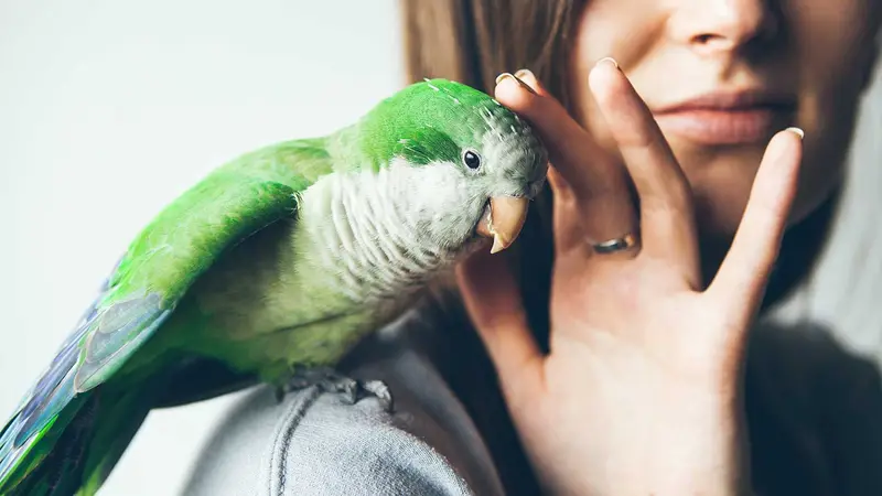 South Texas Avian & Exotic Hospital preview