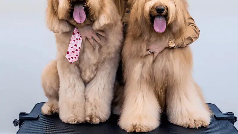 Joni Grooming Spa & Boutique preview