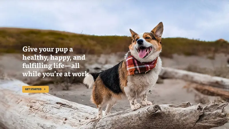 Dog Adventures Northwest preview