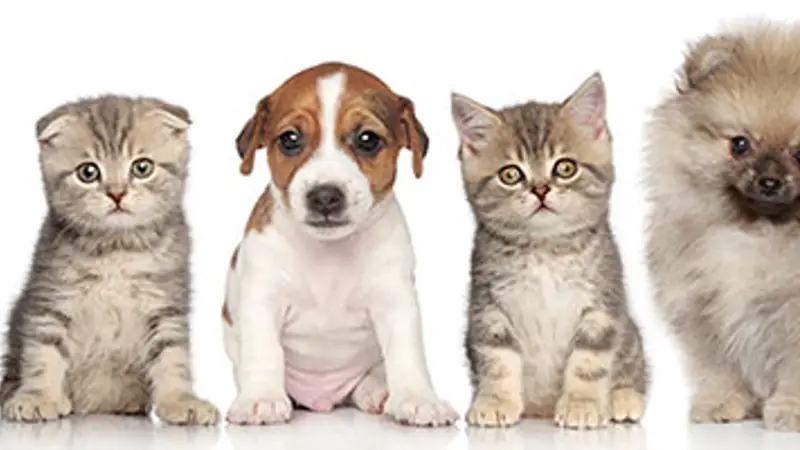 All About Pets preview