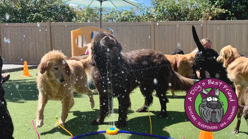 A Dog's Best Friend Doggy Day Care preview