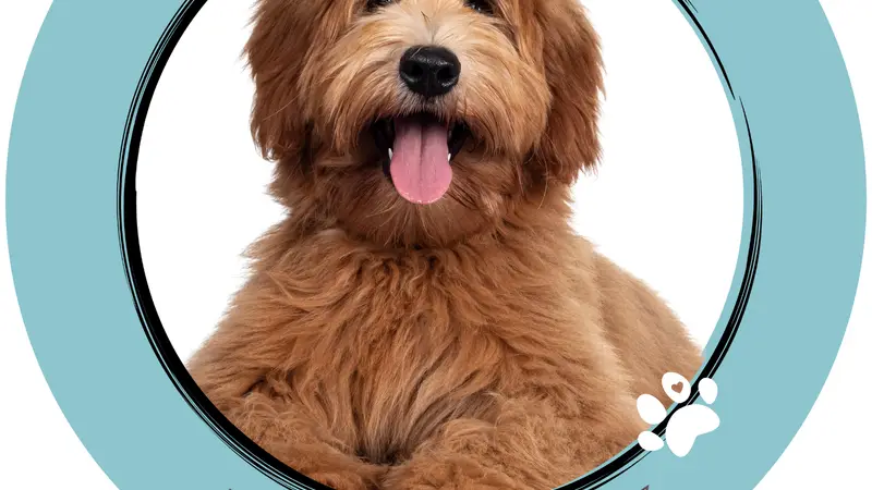 The Groomery preview