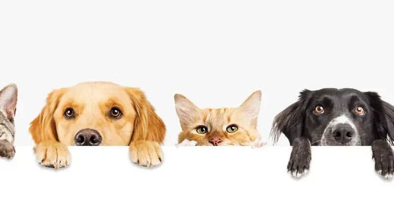 Katy Veterinary Clinic preview