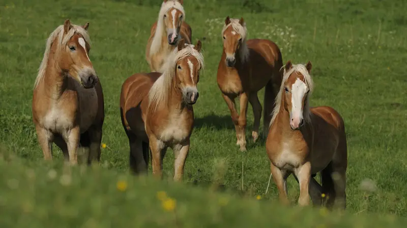 Horse Sensible preview