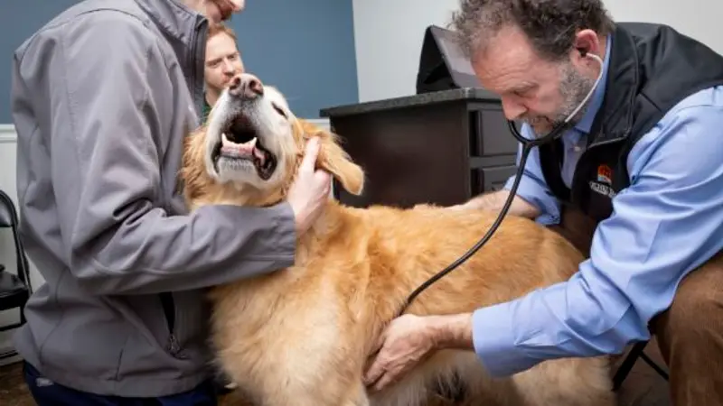 Natchez Trace Veterinary Services - Clinic & Holistic Telemedicine preview