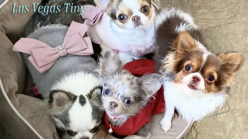 Las vegas tiny chihuahua preview