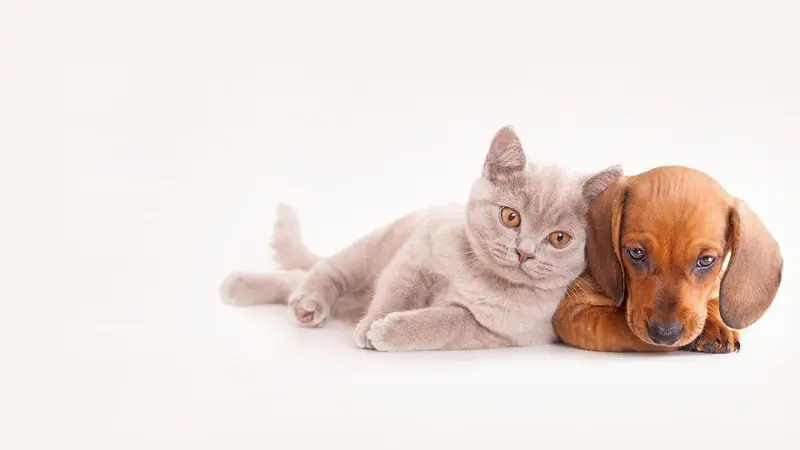 Loveland Animal Hospital preview