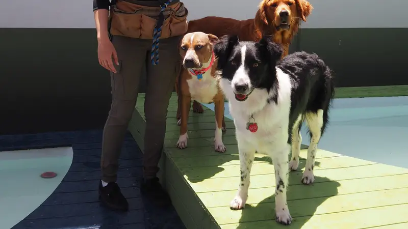 The Dog Social Club Cooperative preview