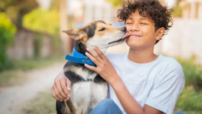 American Pet Hospital preview