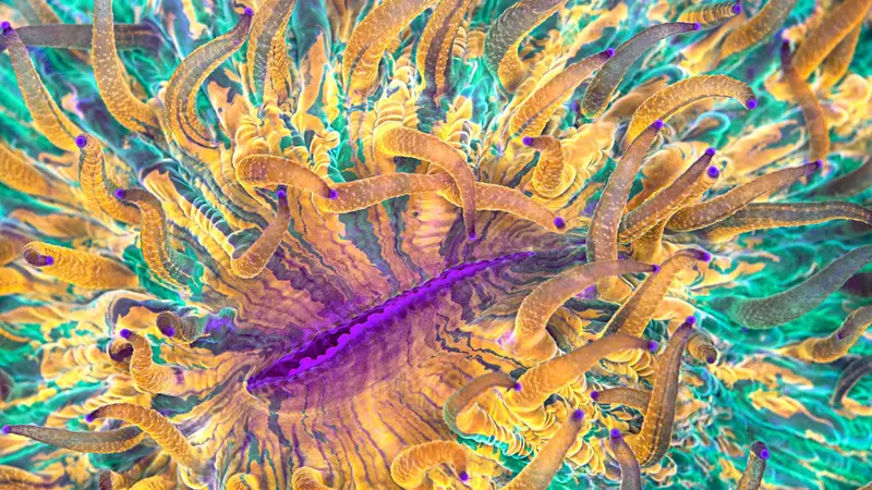 Coral-Vault preview