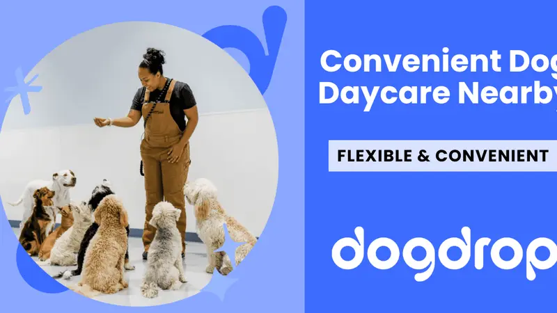 Dogdrop Dog Daycare Denver preview