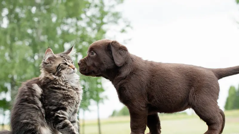 Midtown Animal Hospital preview