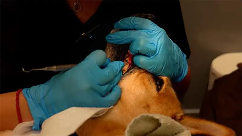 Pet Dental Solutions preview