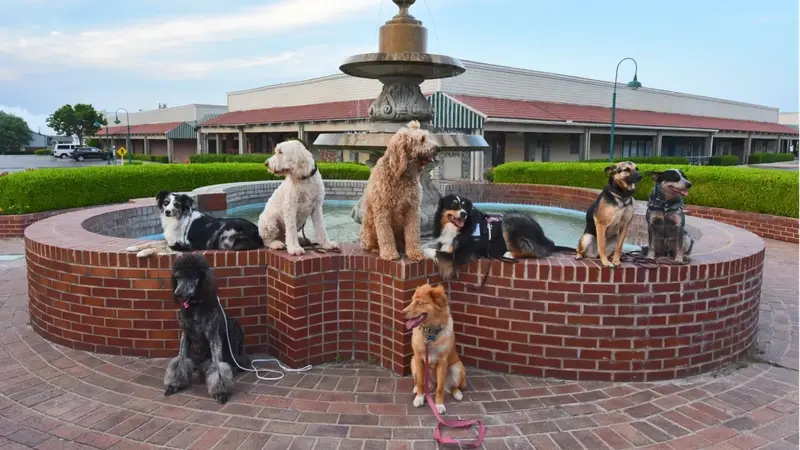 Glad Wags Service Dogs preview