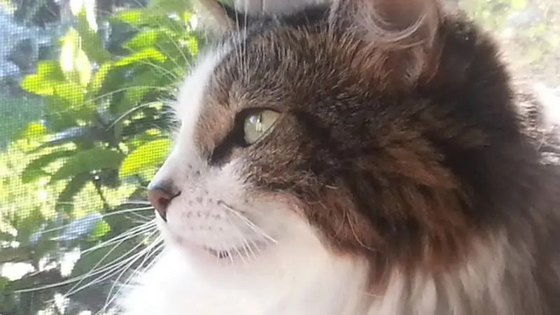 Best In Boca Pet Sitters preview
