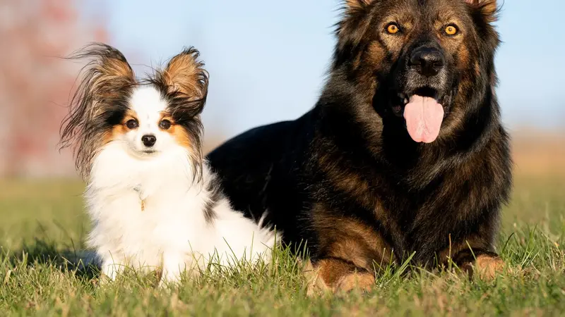 The Reinforced Canine preview