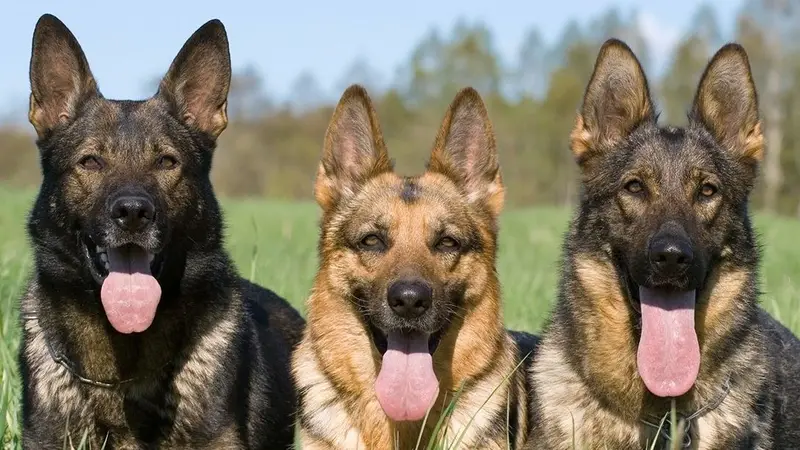 Full Contact K9 preview