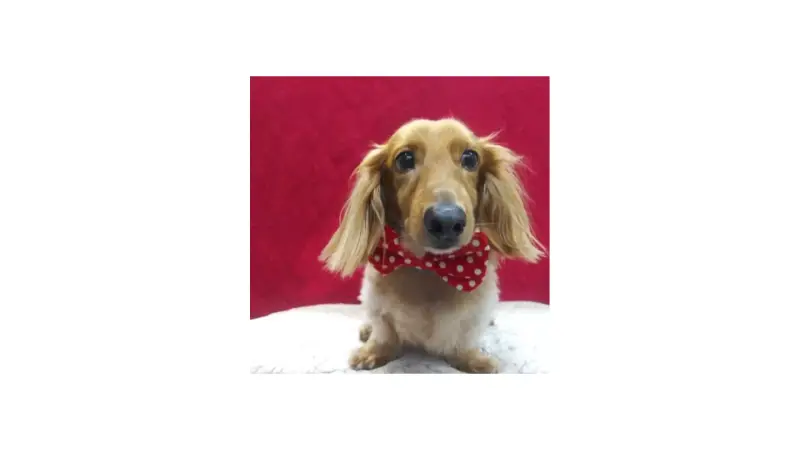 Natural Pet Foods Co., Inc. preview