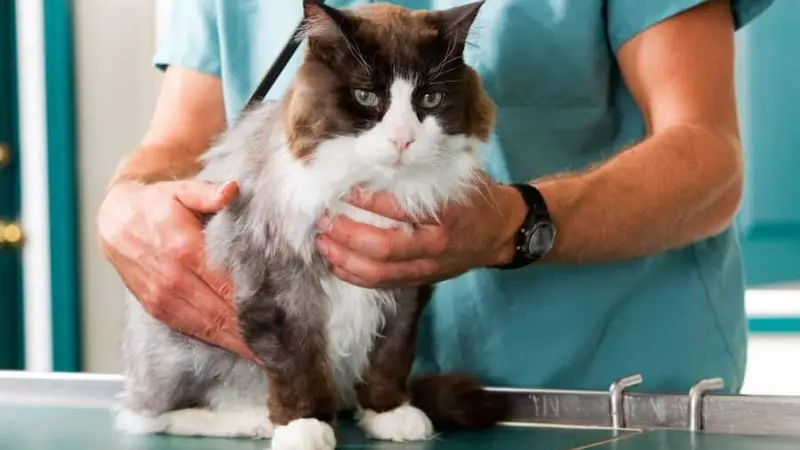 Summerlin Animal Hospital preview